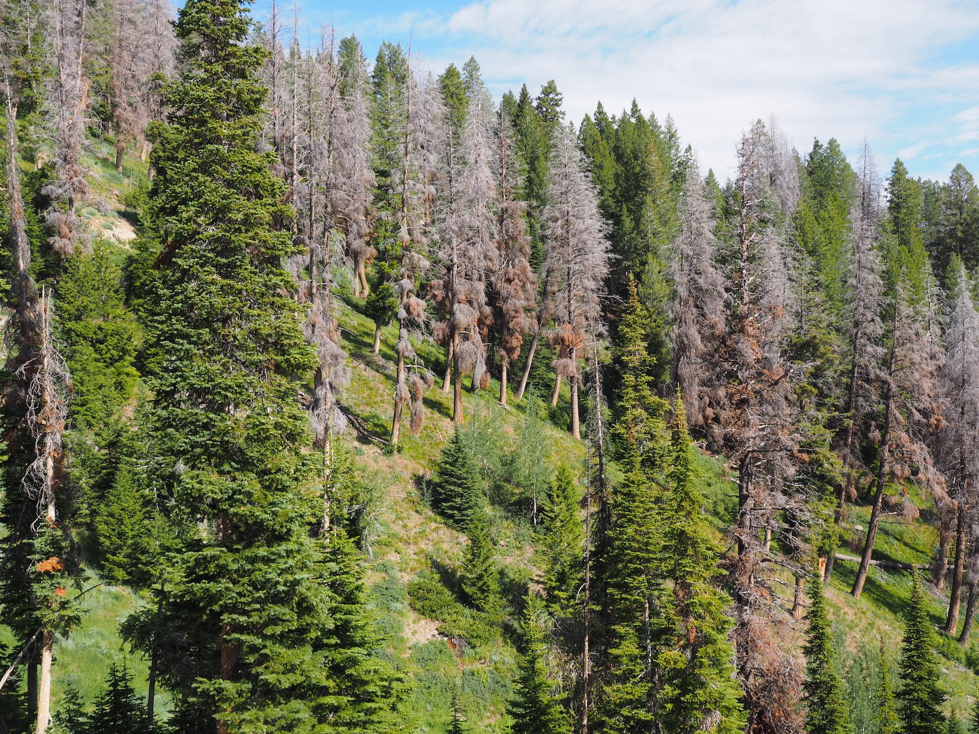 foresthealth_dsouthardimage
